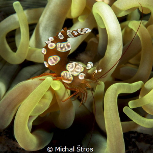 Squat anemone shrimp by Michal Štros 